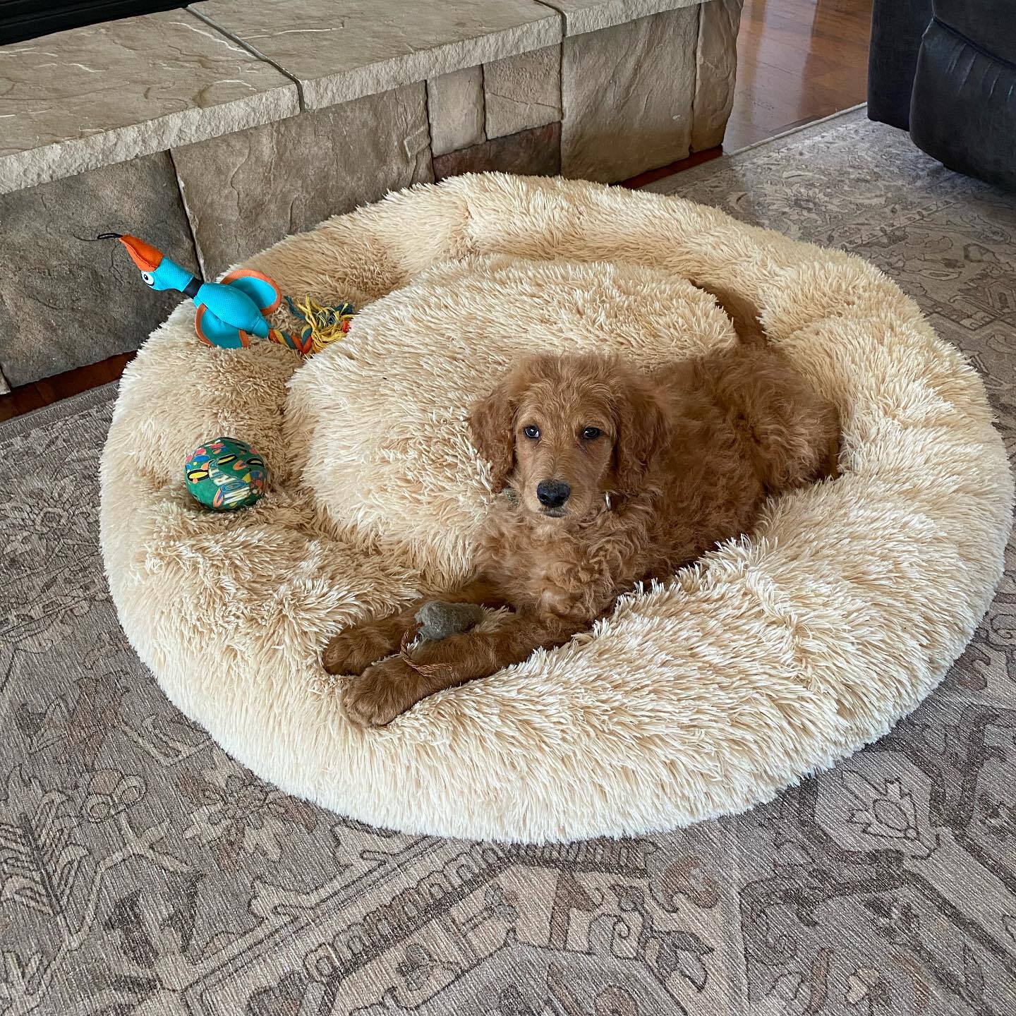 SnuggleNest™ Calming Bed Australia